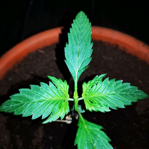 Foto del growlog de Wedding Cake Auto (Géraldine) : Bientôt le passage en phase végétative 