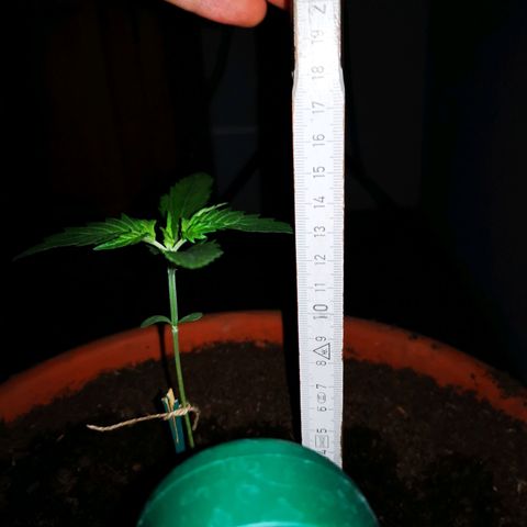 Foto del growlog de Wedding Cake Auto (Géraldine) : Bientôt le passage en phase végétative 
