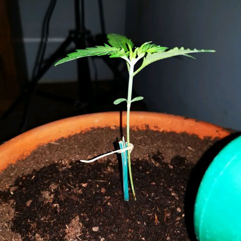Foto del growlog de Wedding Cake Auto (Géraldine) : Bientôt le passage en phase végétative 