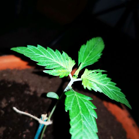 Foto del growlog de Wedding Cake Auto (Géraldine) : Bientôt le passage en phase végétative 