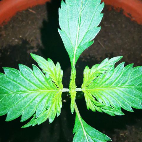 Foto del growlog de Wedding Cake Auto (Géraldine) : Bientôt le passage en phase végétative 