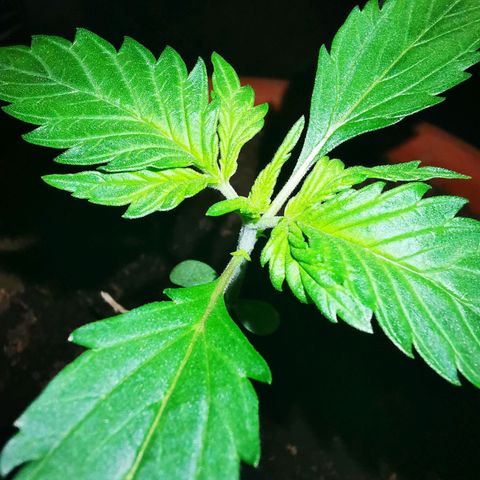 Foto del growlog de Wedding Cake Auto (Géraldine) : Bientôt le passage en phase végétative 