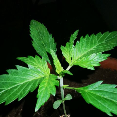 Foto de la cronología del growlog de Wedding Cake Auto (Géraldine) 