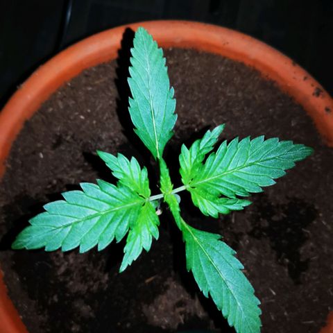 Foto de la cronología del growlog de Wedding Cake Auto (Géraldine) 