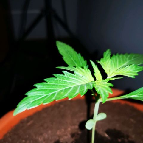 Foto de la cronología del growlog de Wedding Cake Auto (Géraldine) 