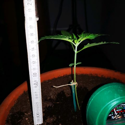 Foto de la cronología del growlog de Wedding Cake Auto (Géraldine) 