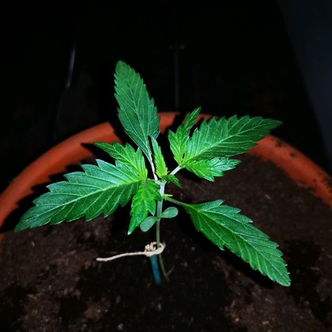 Foto de la cronología del growlog de Wedding Cake Auto (Géraldine) 