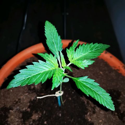 Foto de la cronología del growlog de Wedding Cake Auto (Géraldine) 