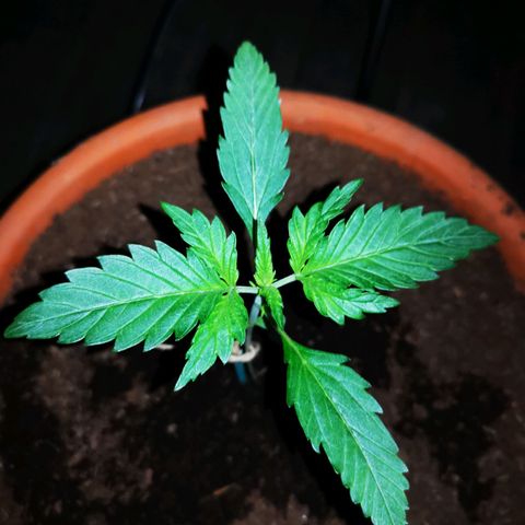 Foto de la cronología del growlog de Wedding Cake Auto (Géraldine) 