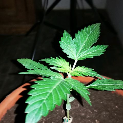 Foto de la cronología del growlog de Wedding Cake Auto (Géraldine) 