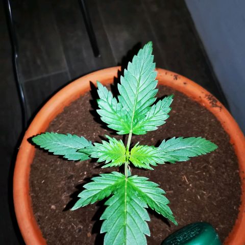 Foto de la cronología del growlog de Wedding Cake Auto (Géraldine) 