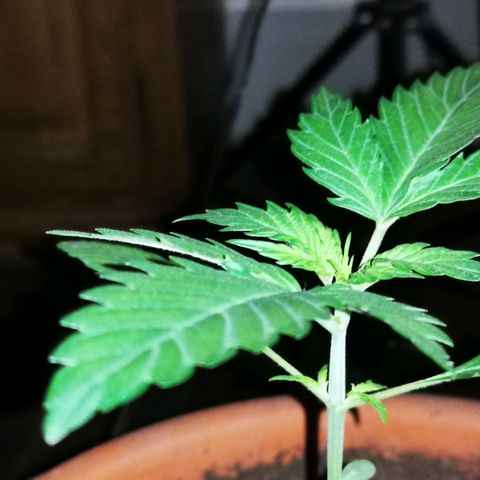Foto de la cronología del growlog de Wedding Cake Auto (Géraldine) 