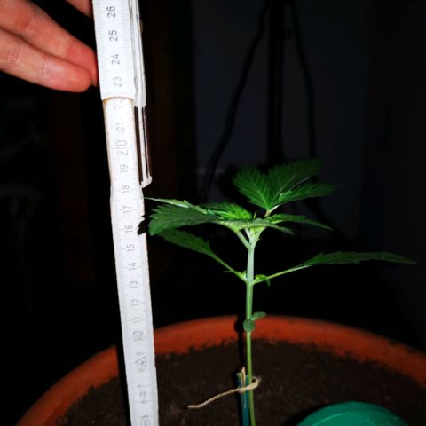 Foto de la cronología del growlog de Wedding Cake Auto (Géraldine) 