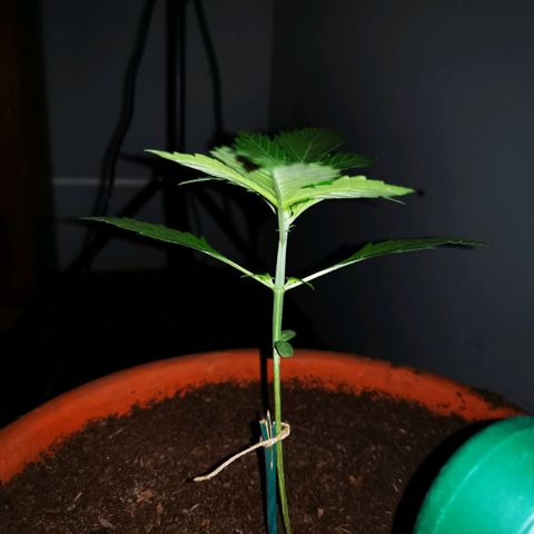 Foto de la cronología del growlog de Wedding Cake Auto (Géraldine) 