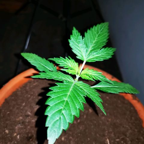 Foto de la cronología del growlog de Wedding Cake Auto (Géraldine) 