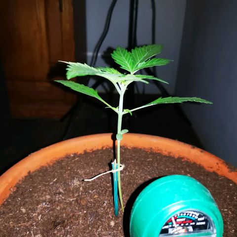 Foto de la cronología del growlog de Wedding Cake Auto (Géraldine) 