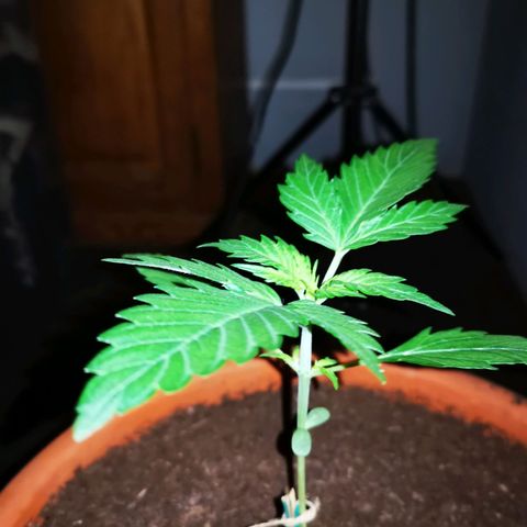 Foto de la cronología del growlog de Wedding Cake Auto (Géraldine) 