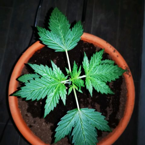 Foto de la cronología del growlog de Wedding Cake Auto (Géraldine) 