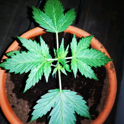 Foto de la cronología del growlog de Wedding Cake Auto (Géraldine) 