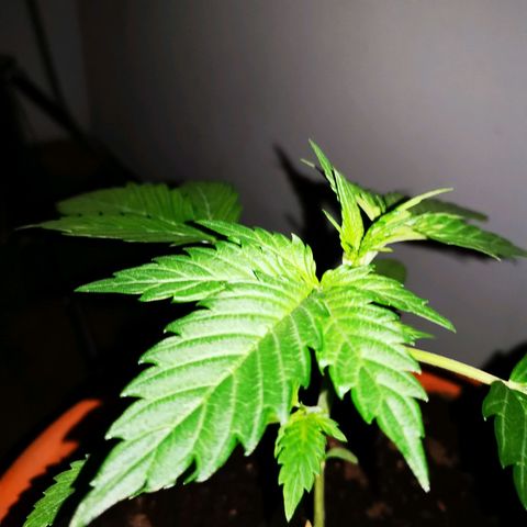 Foto de la cronología del growlog de Wedding Cake Auto (Géraldine) 