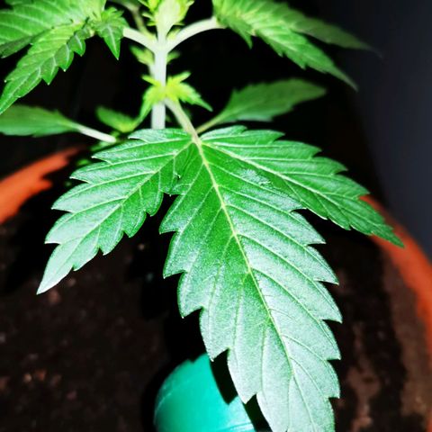 Foto de la cronología del growlog de Wedding Cake Auto (Géraldine) 