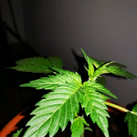Foto de la cronología del growlog de Wedding Cake Auto (Géraldine) 