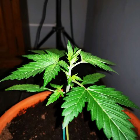 Foto de la cronología del growlog de Wedding Cake Auto (Géraldine) 