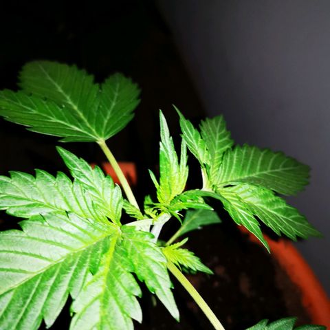 Foto de la cronología del growlog de Wedding Cake Auto (Géraldine) 