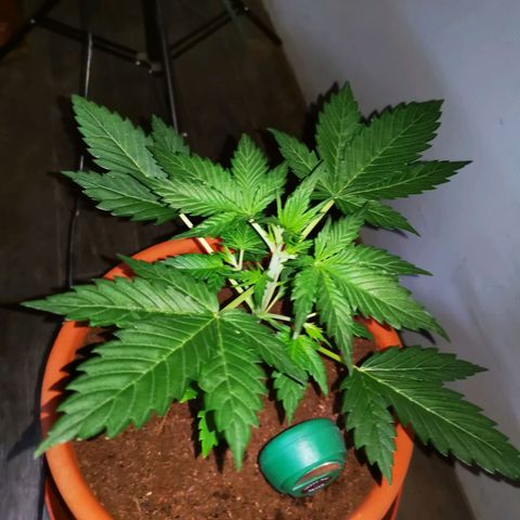 Foto de la cronología del growlog de Wedding Cake Auto (Géraldine) 