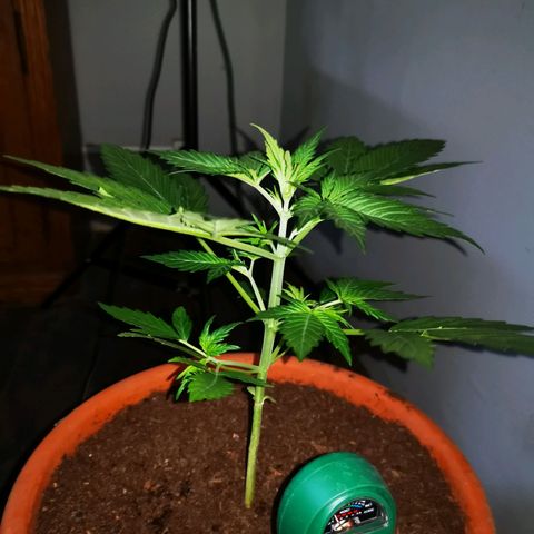 Foto de la cronología del growlog de Wedding Cake Auto (Géraldine) 