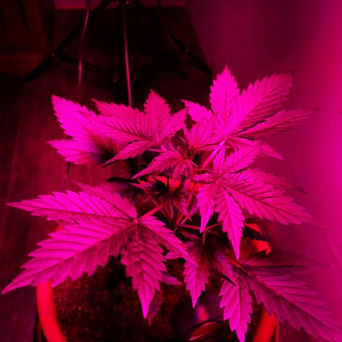 Foto de la cronología del growlog de Wedding Cake Auto (Géraldine) 