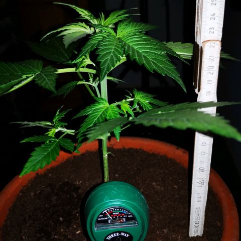 Foto de la cronología del growlog de Wedding Cake Auto (Géraldine) 