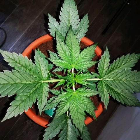 Foto de la cronología del growlog de Wedding Cake Auto (Géraldine) 