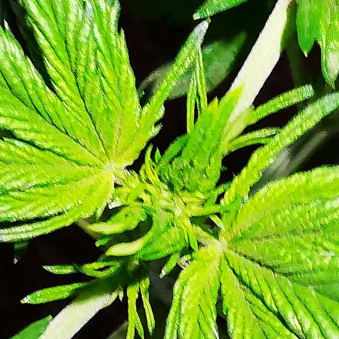 Foto de la cronología del growlog de Wedding Cake Auto (Géraldine) 