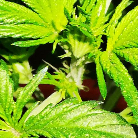 Foto de la cronología del growlog de Wedding Cake Auto (Géraldine) 