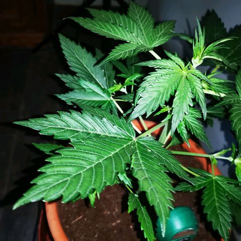 Foto de la cronología del growlog de Wedding Cake Auto (Géraldine) 