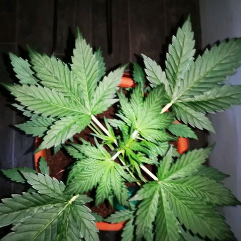Foto de la cronología del growlog de Wedding Cake Auto (Géraldine) 