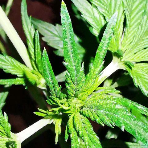 Foto de la cronología del growlog de Wedding Cake Auto (Géraldine) 