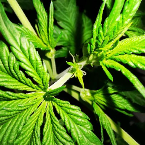 Foto de la cronología del growlog de Wedding Cake Auto (Géraldine) 