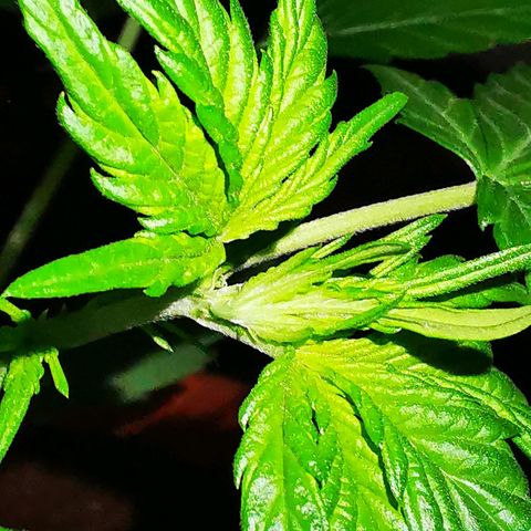 Foto de la cronología del growlog de Wedding Cake Auto (Géraldine) 