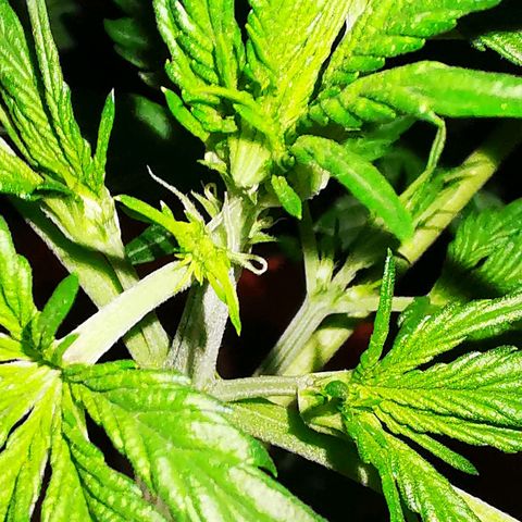 Foto de la cronología del growlog de Wedding Cake Auto (Géraldine) 