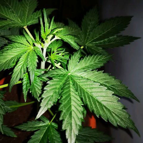 Foto de la cronología del growlog de Wedding Cake Auto (Géraldine) 