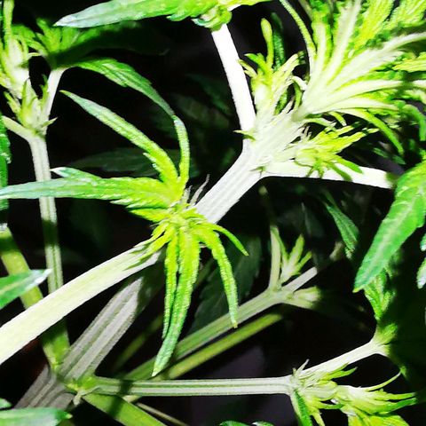 Foto de la cronología del growlog de Wedding Cake Auto (Géraldine) 