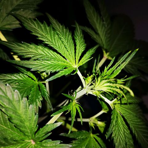 Foto de la cronología del growlog de Wedding Cake Auto (Géraldine) 