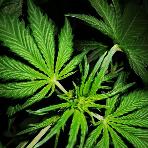 Foto de la cronología del growlog de Wedding Cake Auto (Géraldine) 