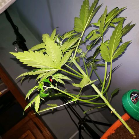 Foto de la cronología del growlog de Wedding Cake Auto (Géraldine) 