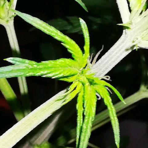 Foto de la cronología del growlog de Wedding Cake Auto (Géraldine) 