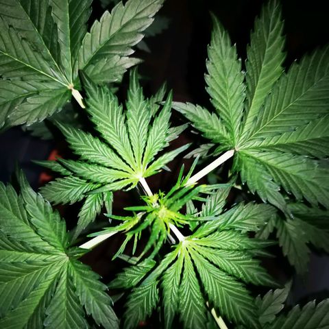 Foto de la cronología del growlog de Wedding Cake Auto (Géraldine) 