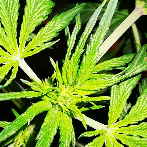 Foto de la cronología del growlog de Wedding Cake Auto (Géraldine) 