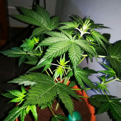 Foto de la cronología del growlog de Wedding Cake Auto (Géraldine) 
